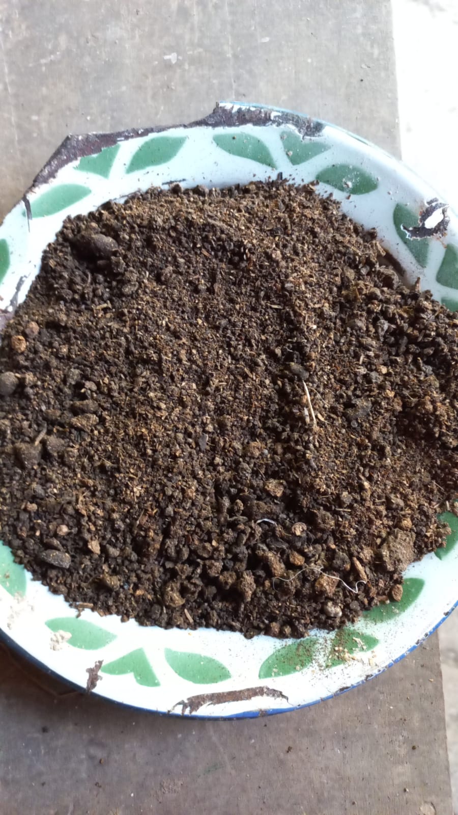 Kohe Kambing