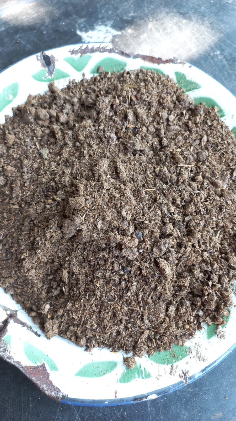Kohe Sapi